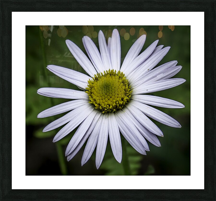 Flower 5 Picture Frame print