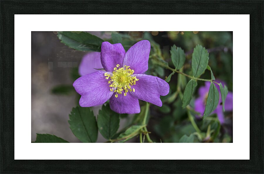 Flower  4 Picture Frame print