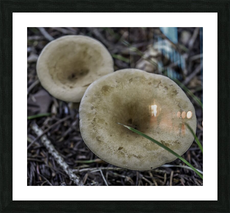 Shroom Picture Frame print