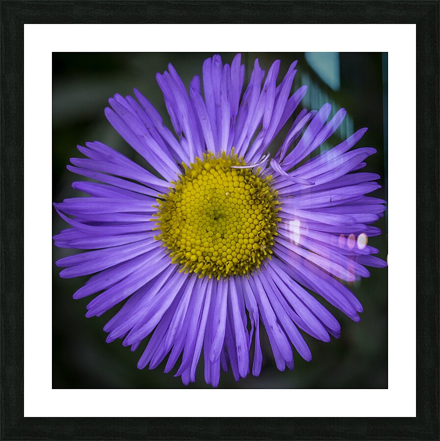 Flower  Picture Frame print