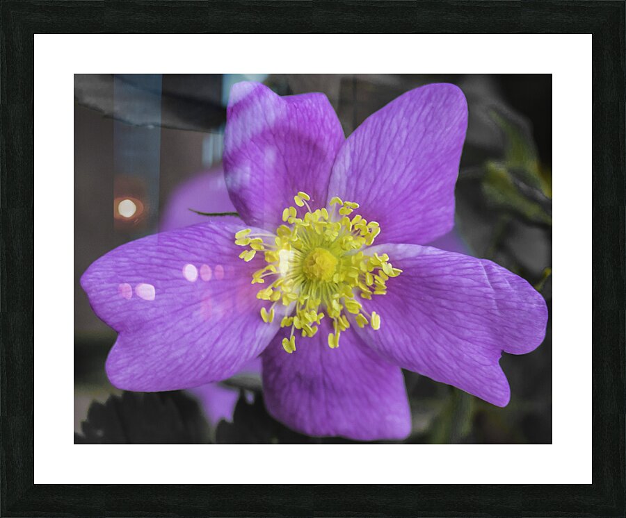Flower 3 Picture Frame print