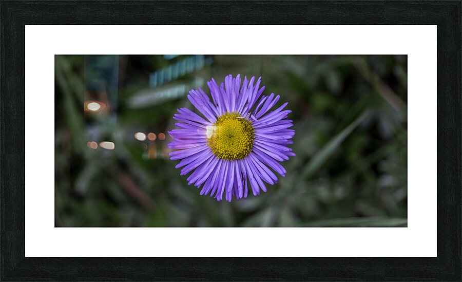 Flower 2 Picture Frame print