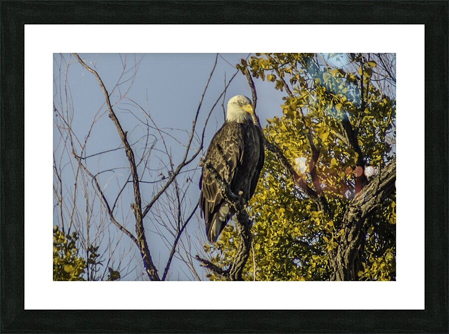 Bald Eagle Picture Frame print