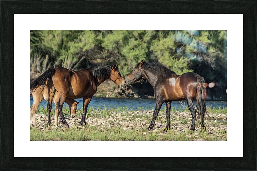 Salt River Horses 6 Picture Frame print