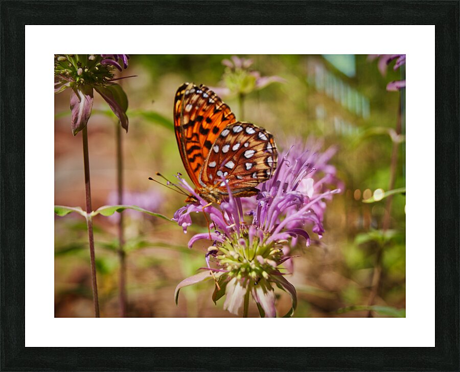 Butterfly 3 Picture Frame print