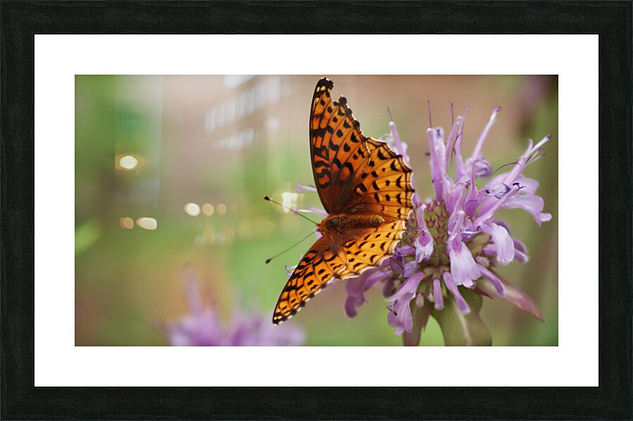 Butterfly 2 Picture Frame print