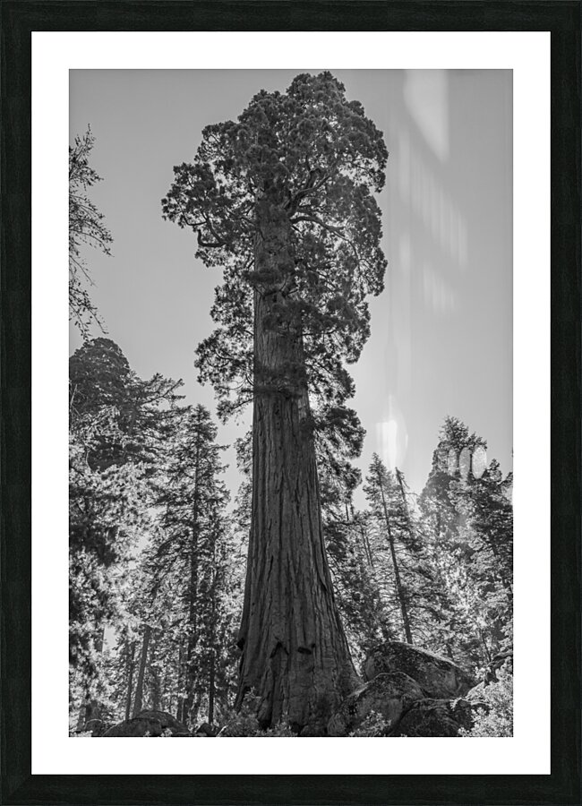 Sequoia NP Picture Frame print