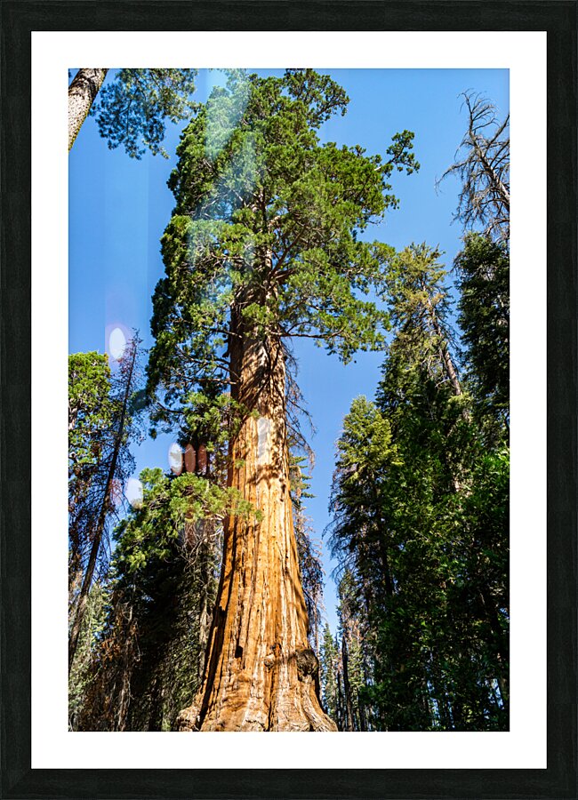 Sequoia NP Picture Frame print