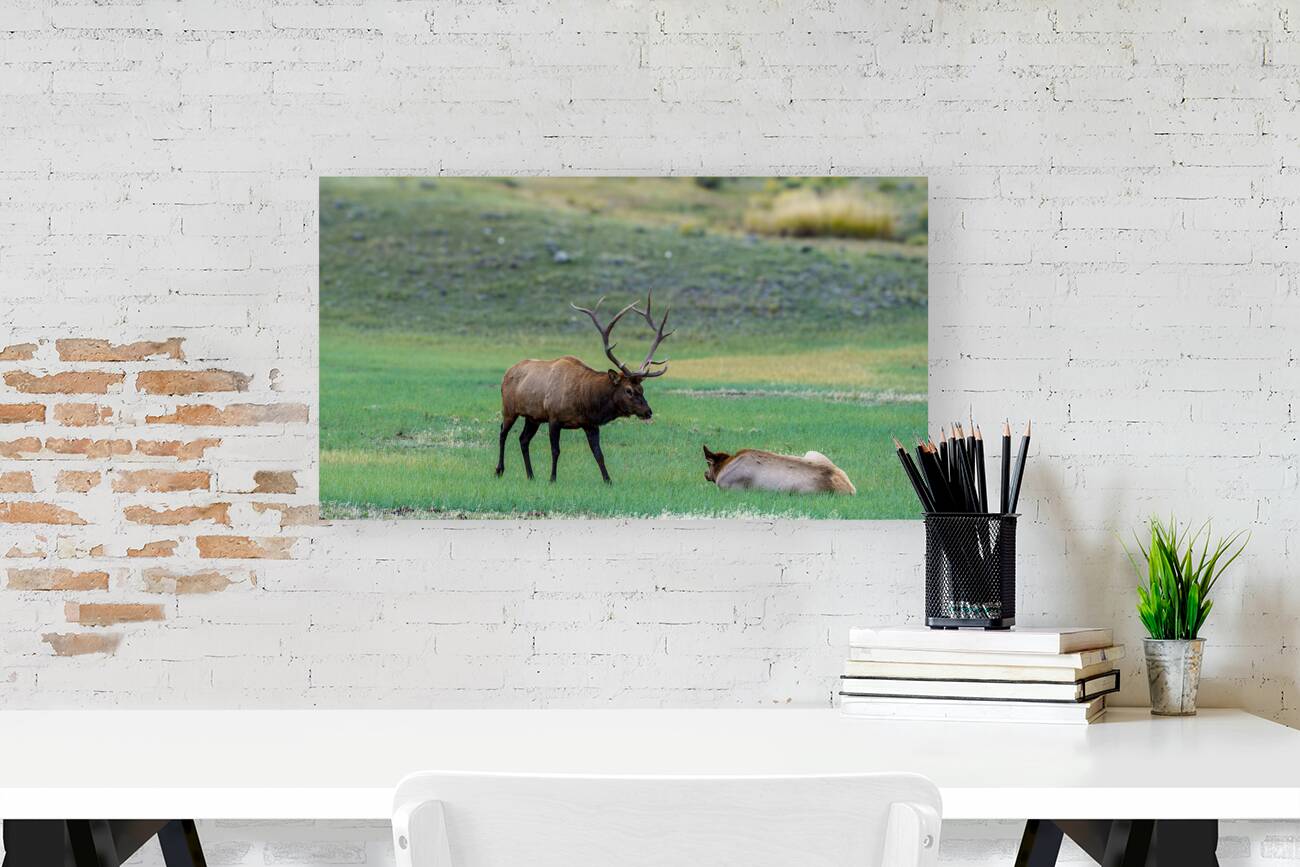 Yellowstone NP 3 Reproduction