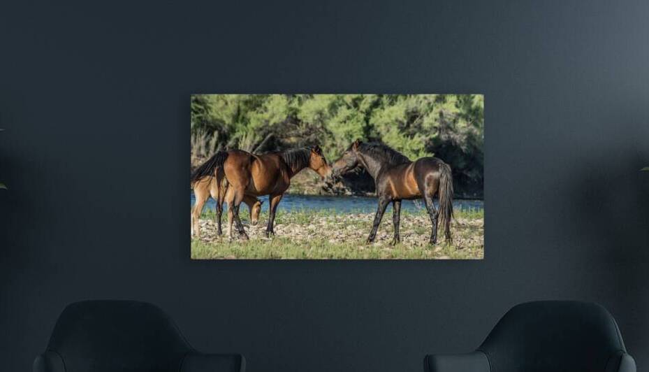 Salt River Horses 6 Reproduction