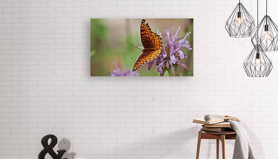 Butterfly 2 Reproduction