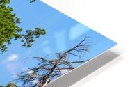 Sequoia NP HD Metal print