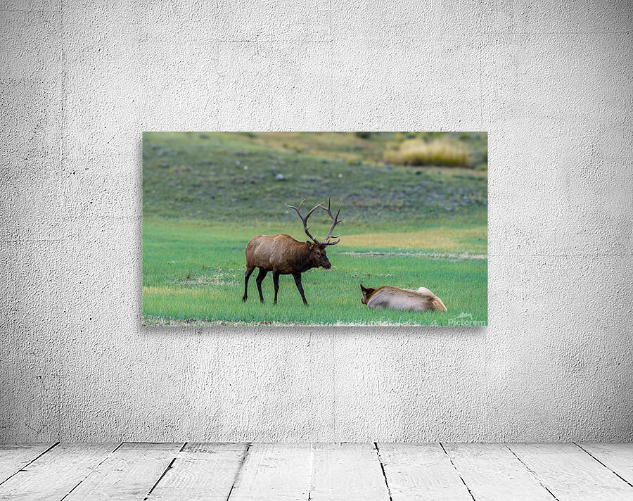 Yellowstone NP 3 Wall Preview