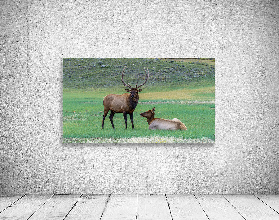 Yellowstone NP 4 Wall Preview
