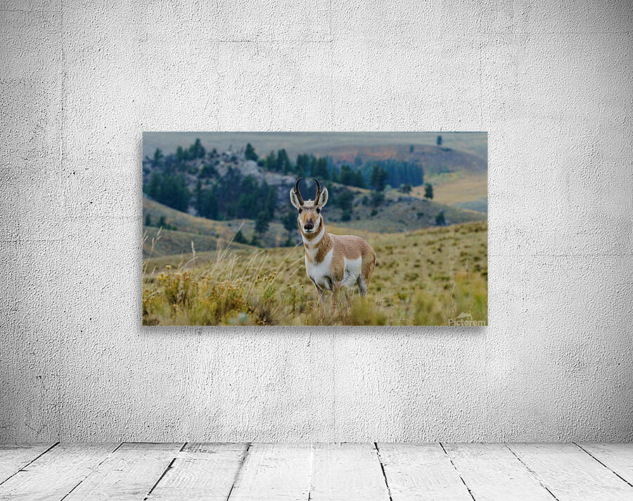 Yellowstone NP 5 Wall Preview