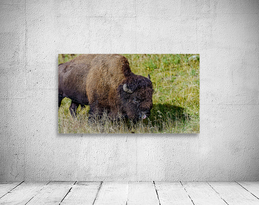 Yellowstone NP 2 Wall Preview