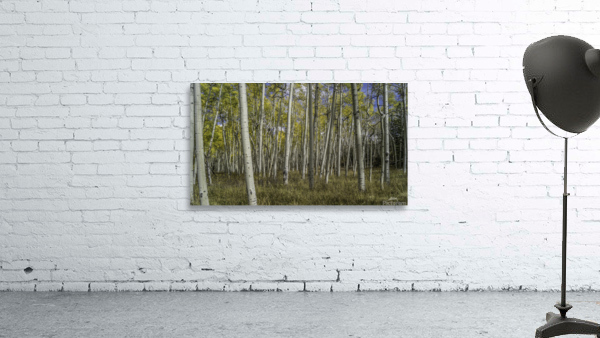 Camping with Aspens  Wall Preview