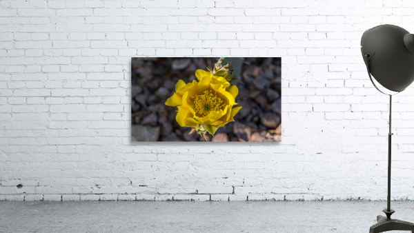 Dessert Flower Wall Preview