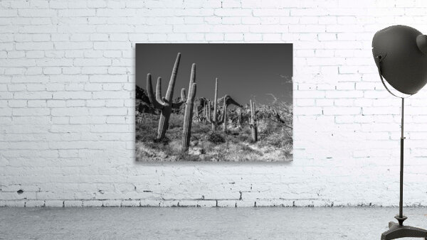 Elephant Arch 4 Wall Preview