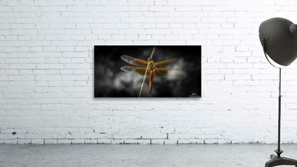 Dragon Fly Wall Preview