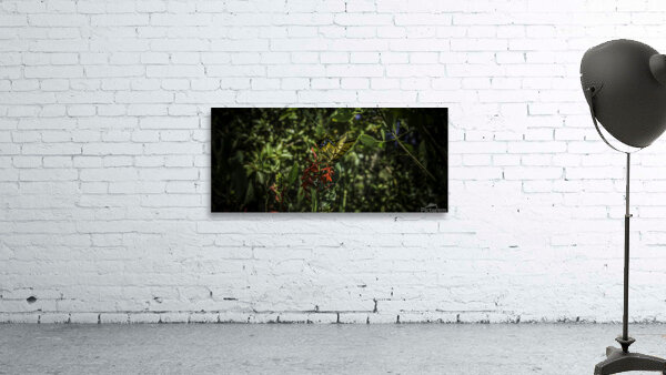 Butterfly 6 Wall Preview