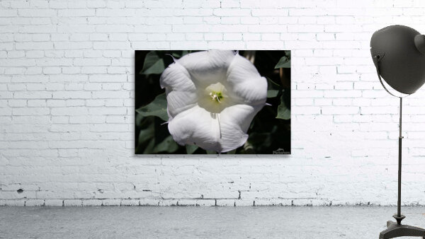 Macro 2 Wall Preview