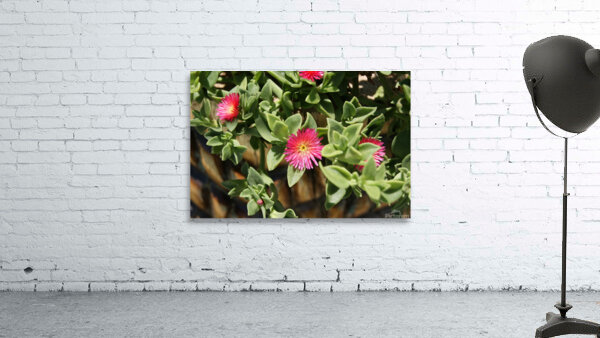 Macro 9 Wall Preview