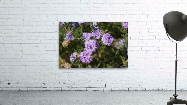 Macro 6 Wall Preview