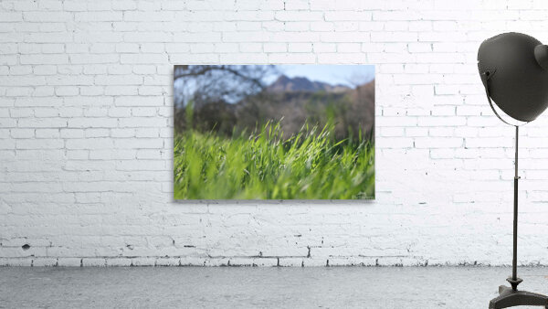 Macro Wall Preview