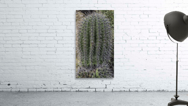 Peralta Trail  Wall Preview