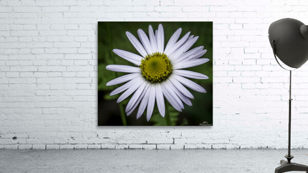 Flower 5 Wall Preview