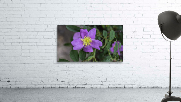 Flower  4 Wall Preview