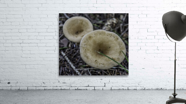 Shroom Wall Preview