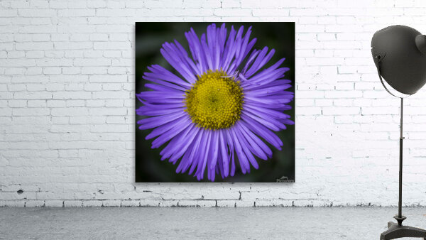 Flower  Wall Preview