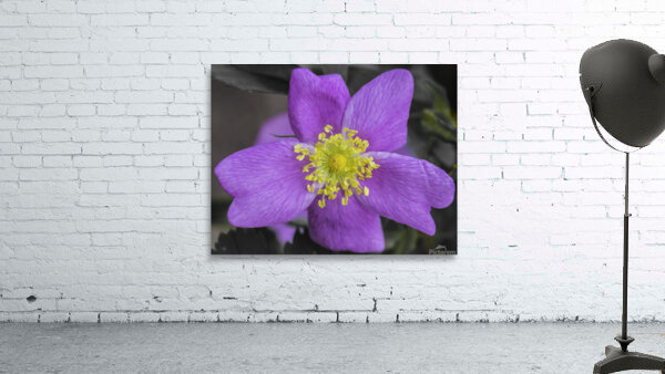 Flower 3 Wall Preview