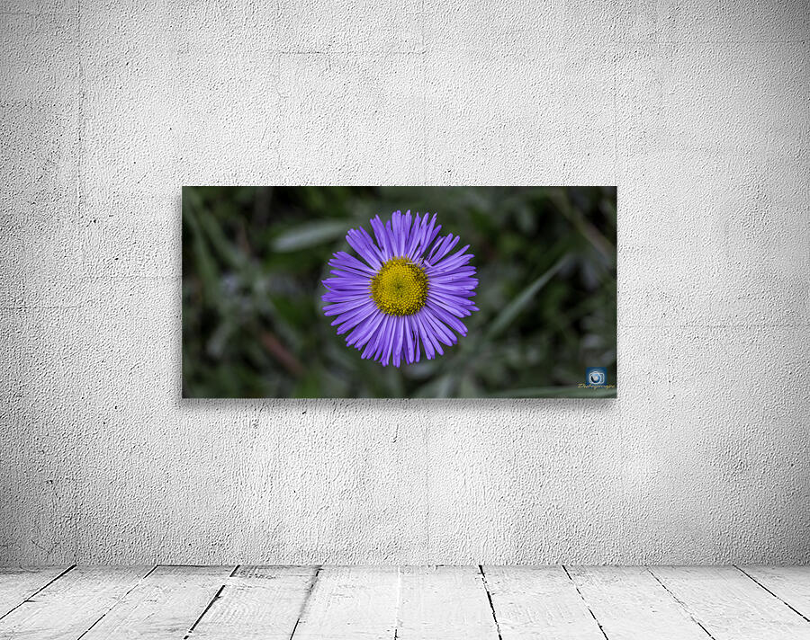 Flower 2 Wall Preview