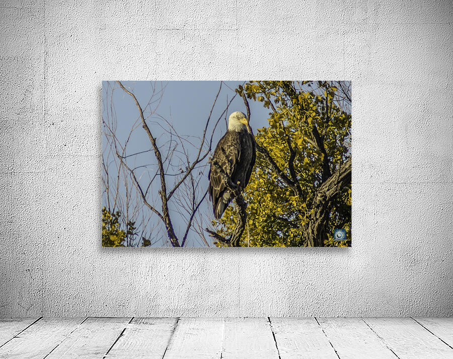 Bald Eagle Wall Preview