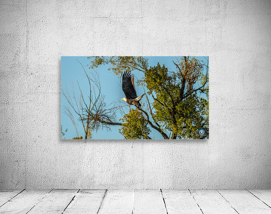Fly Eagle Fly Wall Preview
