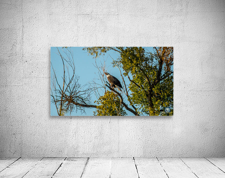 Bald Eagles Screech  Wall Preview