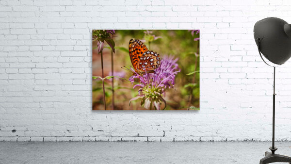 Butterfly 3 Wall Preview