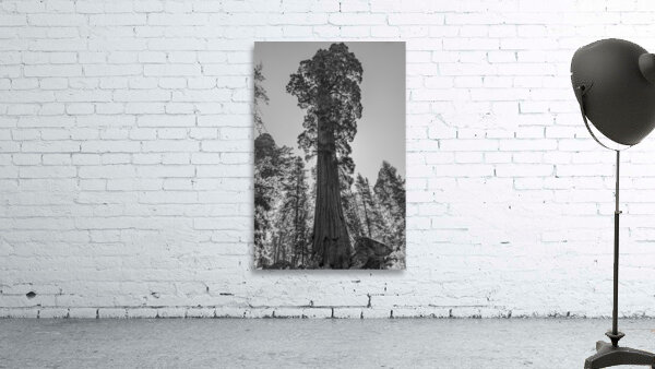Sequoia NP Wall Preview