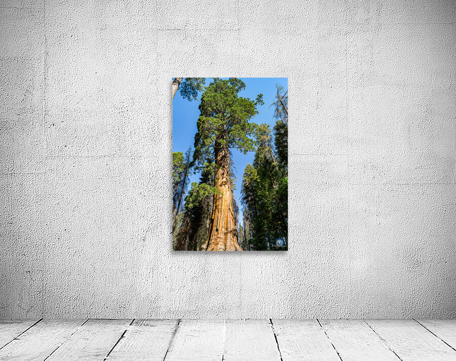 Sequoia NP Wall Preview
