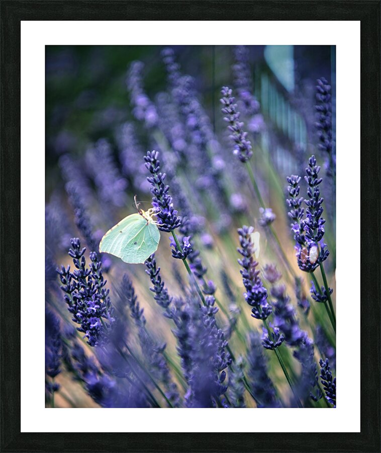 TLR 1281 Picture Frame print