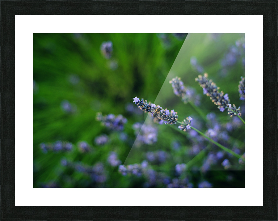  AMR9273 Picture Frame print