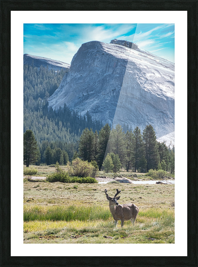 AMR 3646 Picture Frame print