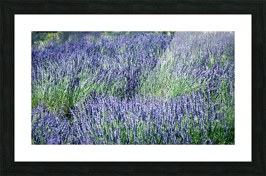 TLR 1649 Picture Frame print