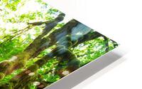 TLR 1155 HD Metal print