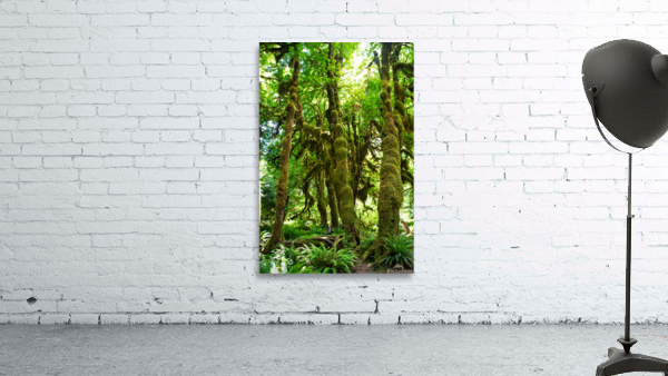 TLR 1155 Wall Preview