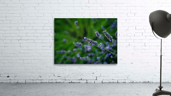  AMR9273 Wall Preview