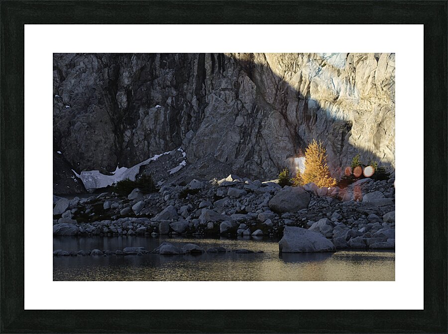 Larch at Dawn 2 Picture Frame Printing